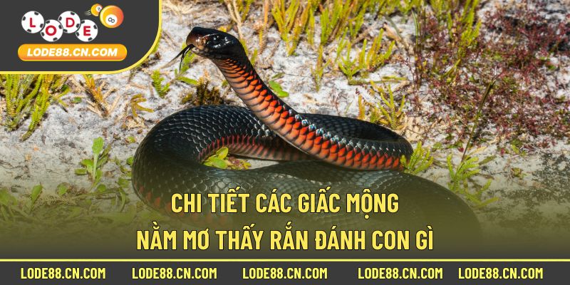 Chi tiết các giấc mộng nằm mơ thấy rắn đánh con gì