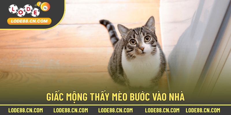 Giấc mộng thấy mèo bước vào nhà