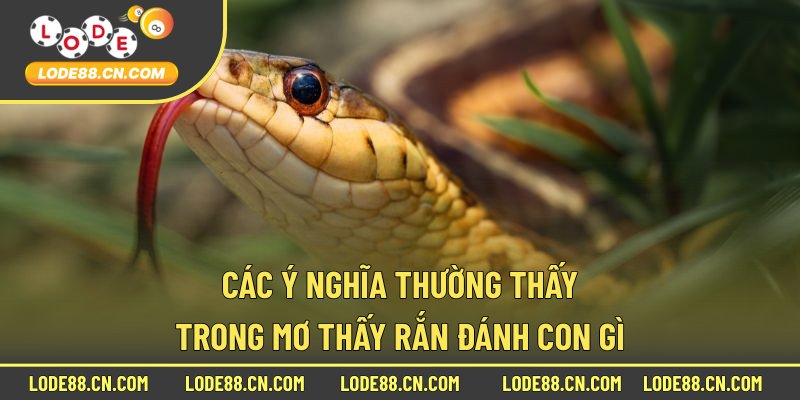 Các ý nghĩa thường thấy trong mơ thấy rắn đánh con gì
