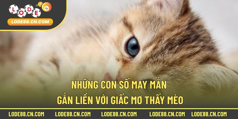 Những con số may mắn gắn liền với giấc mơ thấy mèo