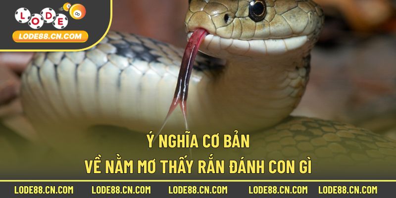 Ý nghĩa cơ bản về nằm mơ thấy rắn đánh con gì