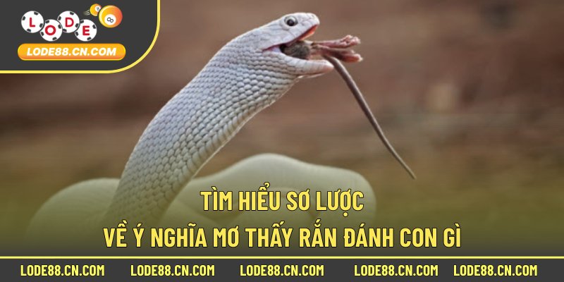 Tìm hiểu sơ lược về ý nghĩa mơ thấy rắn đánh con gì